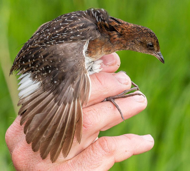 A White-winged Flufftail in Ethiopia thought to be its only breeding site, until now © Sergey Dereliev