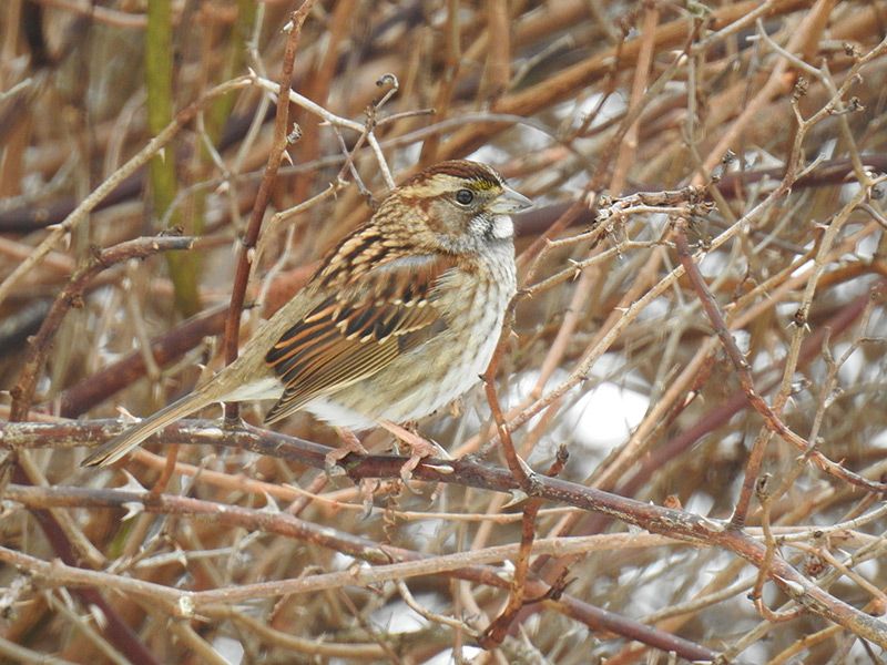 White-throated Sparrow from the Great Backyard Bird Count