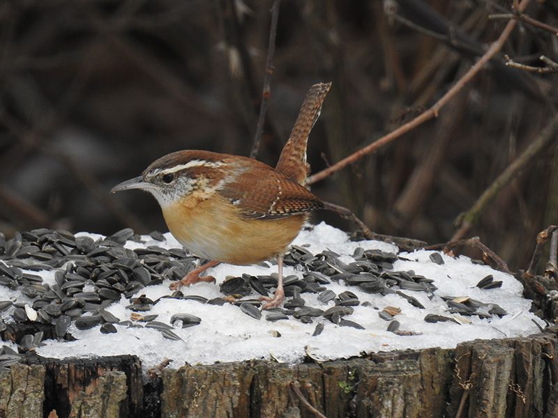 House Wren from the Great Backyard Bird Count