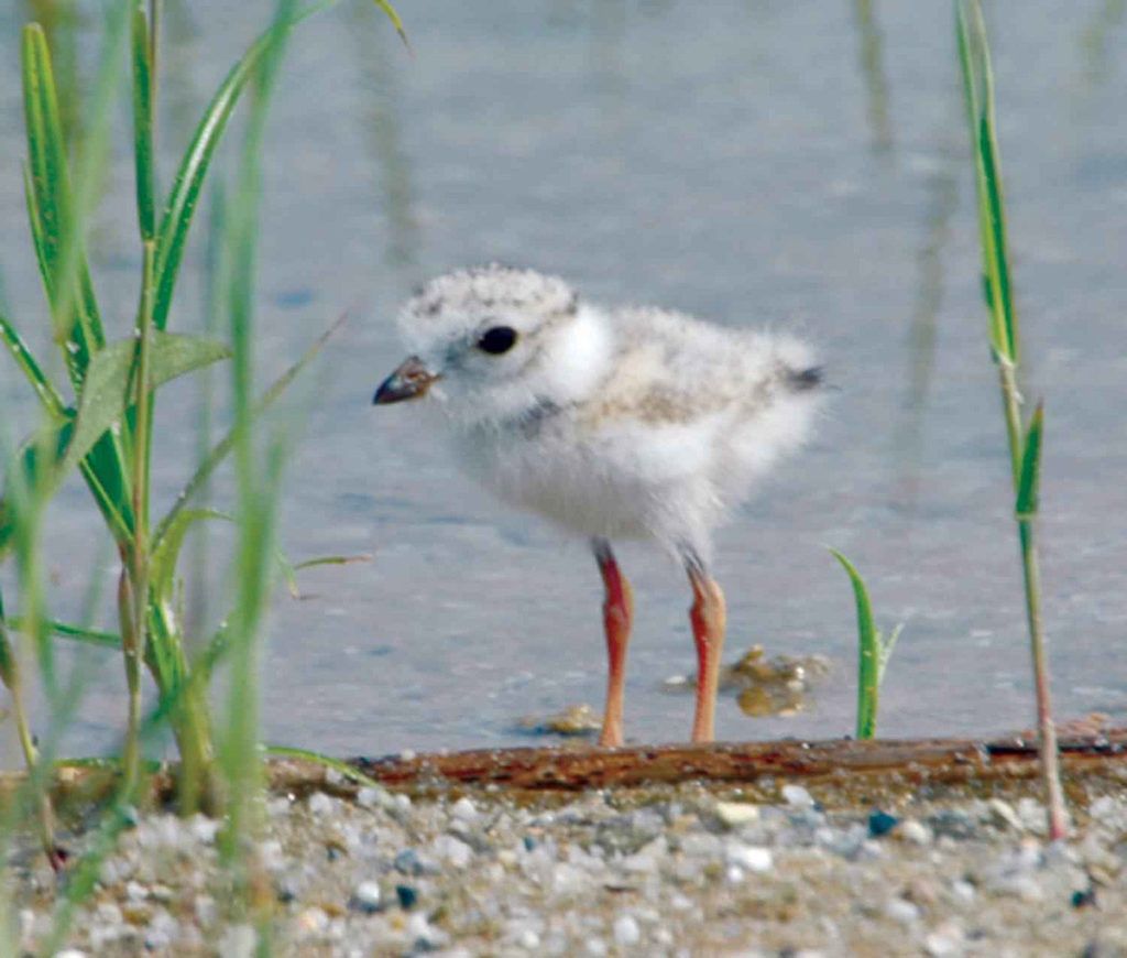The Piping Plover population could decline if conservation actions are not taken. Photo credit USFWS