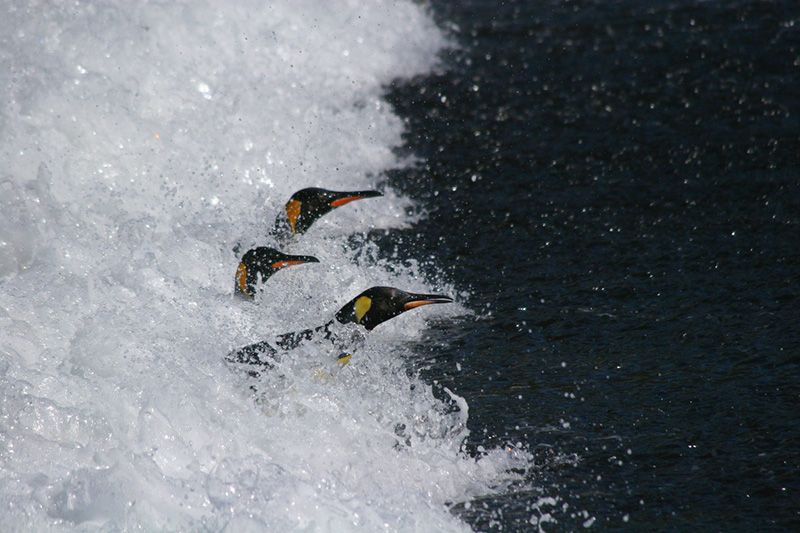King penguins are picky animals (Copyright: Celine LeBohec).