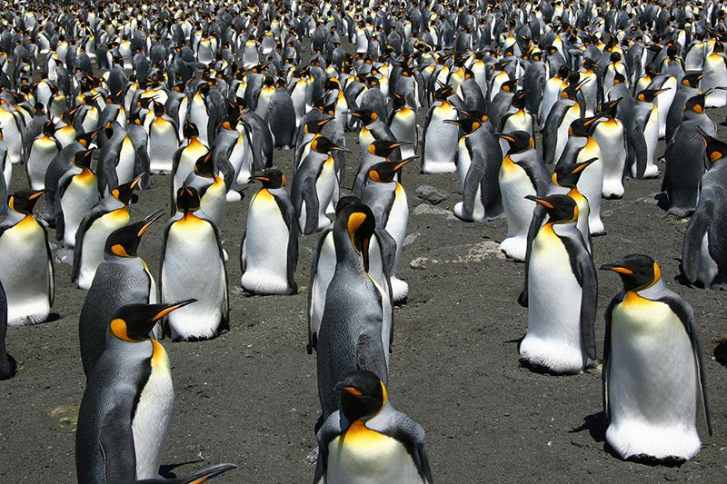 The penguins form colonies in Crozet, Kerguelen and Marion sub-Antarctic islands (Copyright Celine LeBohec)