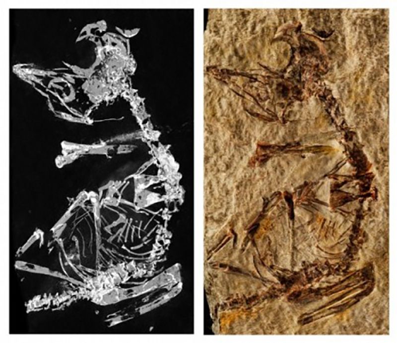 Phosphorous mapping and photo of fossil. Photo credit: The University of Manchester