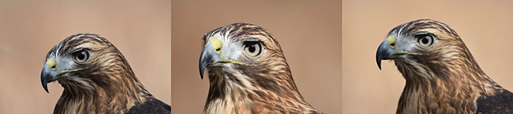 Amelia is Christine's female Red-tailed Hawk. She's blind in one year and deaf. Her injuries she suffered left her brain damaged. But she's in capable hands and is one of Christine's favorite birds
