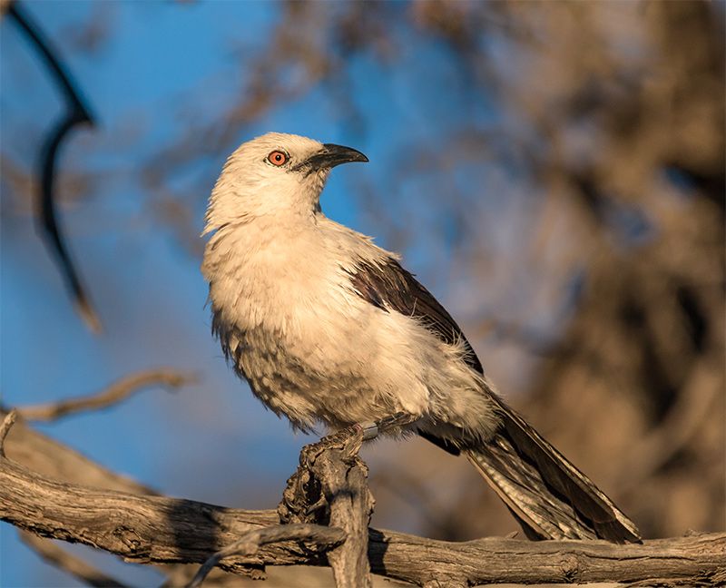 A southern pied babbler on lookout duty in the Kalahari desert, South Africa. Credit: Ryan Olinger