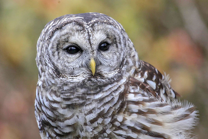 Cypress is a Barred Owl and suffered brain damage after colliding with a car