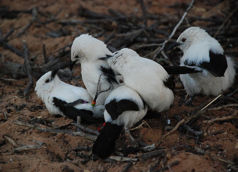 A group of southern pied babblers playing together, Kalahari Desert, South Africa. Credit: Tom Flower