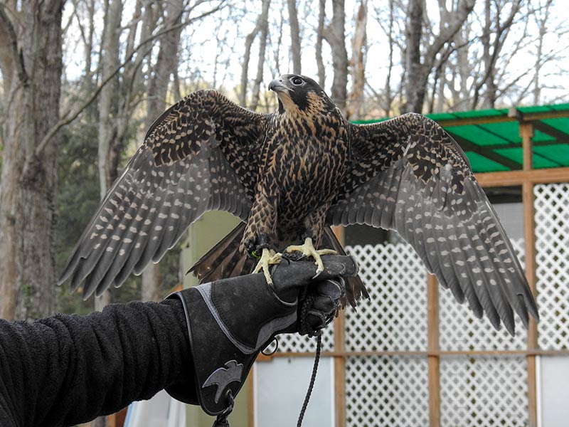 Equinox the fastest animal on the planet, but due to an injury she's grounded