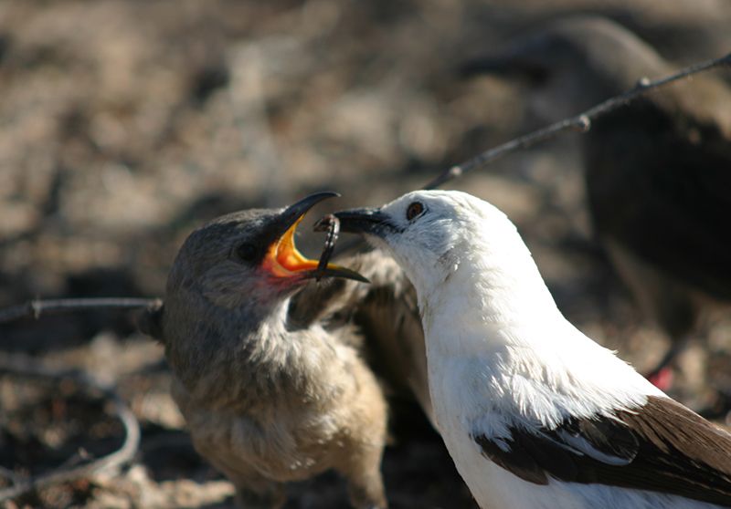 An adult southern pied babbler feeding a fledgling, South Africa. Credit: Tom Flower