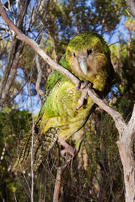 A strange sight to see during the day, this female approached the photographer and picked at his flash diffuser, perhaps because of its close resemblance to the supplementary feeding units spread around the island. Photo Credit: Stephen Belcher