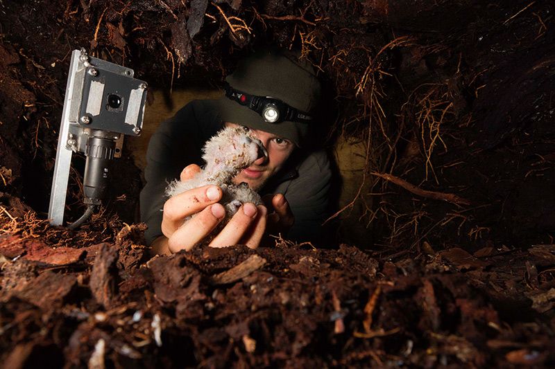 Kakapo Ranger Tim Raemaekers picks up a kakapo chick inside its underground nest. Since parental care is often lacking, an infrared camera is placed inside each nest to monitor how often and how much the female feeds each chick. Photo credit: Stephen Belcher
