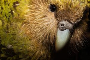 This close-up shows why early settlers to New Zealand often called the birds “owl parrots.” Photo credit: Stephen Belcher