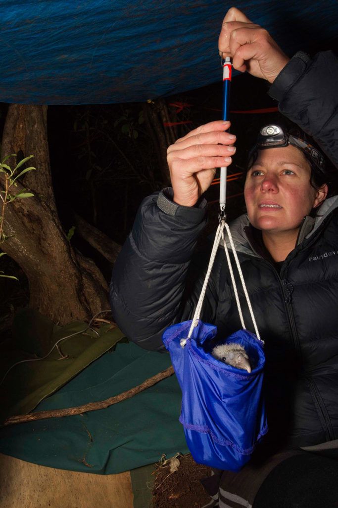 Ranger Liz Whitwell weighs a chick at the nest site. If the young kakapo’s growth is normal, it will be placed back in the nest. If underweight, it will be taken to the intensive feeding unit for a few days before being returned to the nest. Photo credit: Stephen Belcher