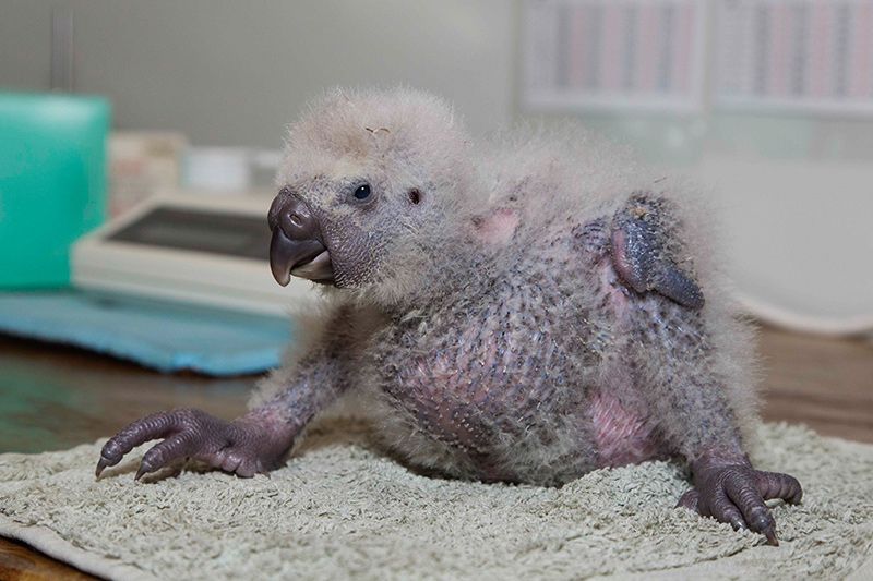 In a special intensive feeding care unit, scientists carefully feed and take a chick’s measurements. Once the chick reaches a healthy weight, it will be returned to its nest to be raised by its mother, though volunteers will continue to monitor the chick until it is old enough to leave the nest. Photo credit: Stephen Belcher