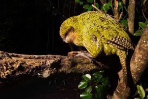 The kakapo is the heaviest parrot in the world. It cannot fly, so instead it uses its powerful legs to climb through the forest at night. Photo credit: Stephen Belcher