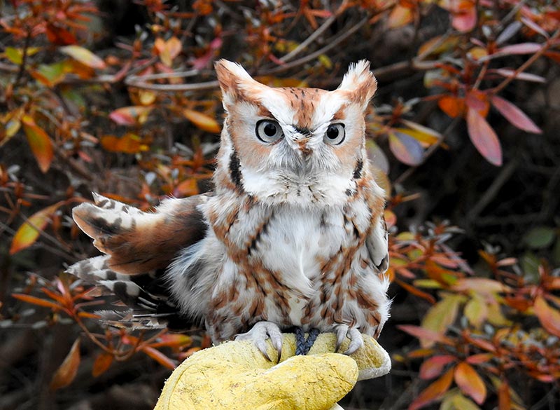 Magma is an adorable Eastern Screech Owl with a backward wing