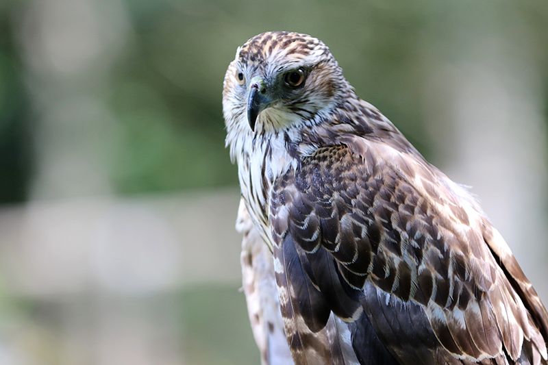 Northern Goshawks are on Connecticut’s list of endangered, threatened and special concern species. Photo credit Betsy Peyreigne