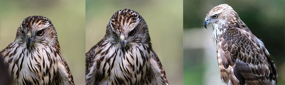 Manilla is Christine's female Northern Goshawk. Photo credit Betsy Peyreigne