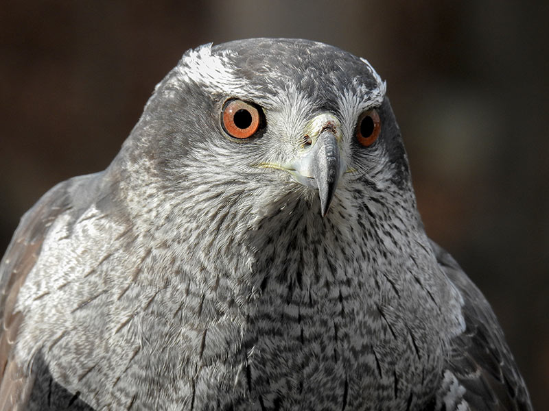 xNorthern Goshawks are on Connecticut’s list of endangered, threatened and special concern species