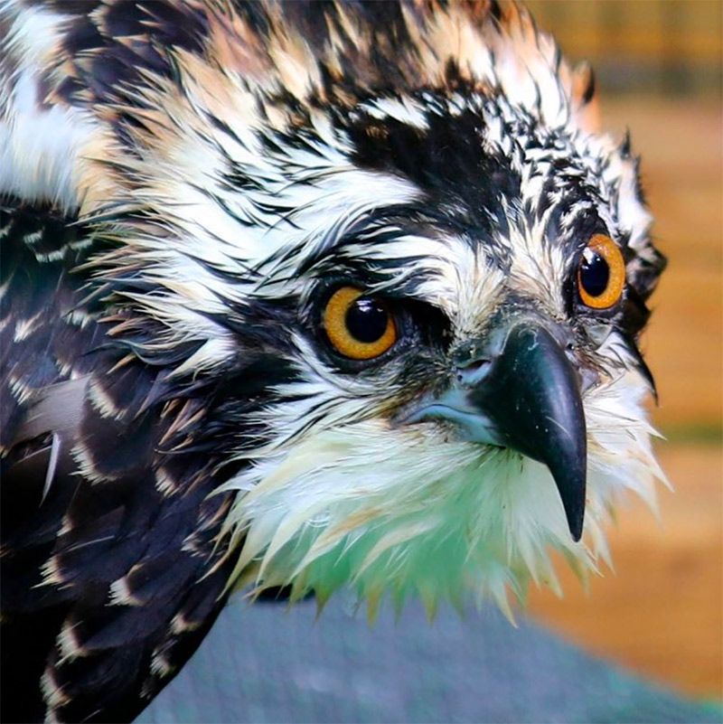 Poseidon is a male Osprey who was a permanent resident at Christine’s Critters. Photo credit Betsy Peyreigne