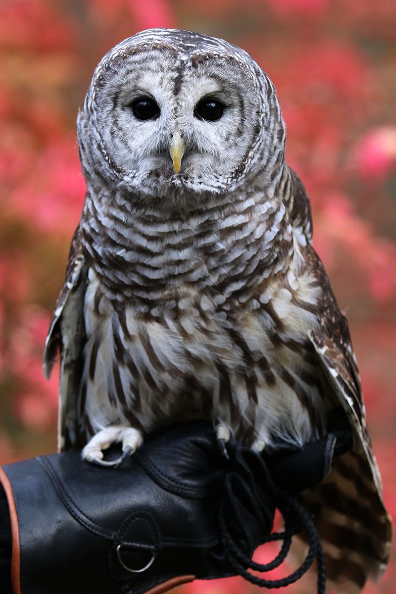 Willow is a fan favorite at Christine’s Critters’ programs