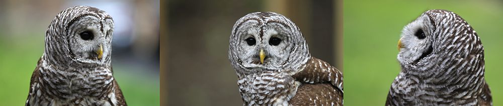 Willow is Christine's female Barred Owl. Photo credit Betsy Peyreigne
