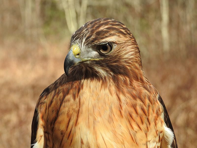 Christine’s education Red-tailed Hawk, Amelia came to her for care covered in maggots. Her ability to administer care saved this bird’s life