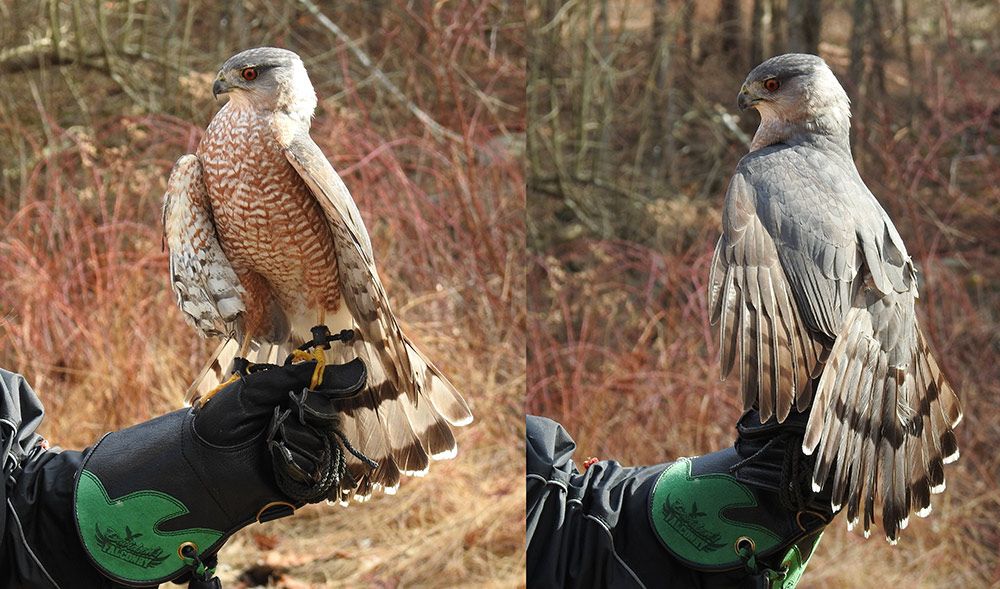 Archer is feather perfect, front and back. He's very blue in coloring and has the most striking red eyes