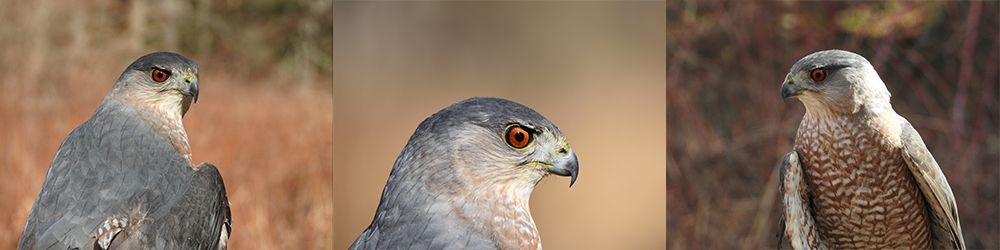 Archer is a gorgeous male Cooper’s Hawk that came to Christine’s Critter’s as an adult after flying into a window and injuring his wing nerve. This beautiful bird will never fly again