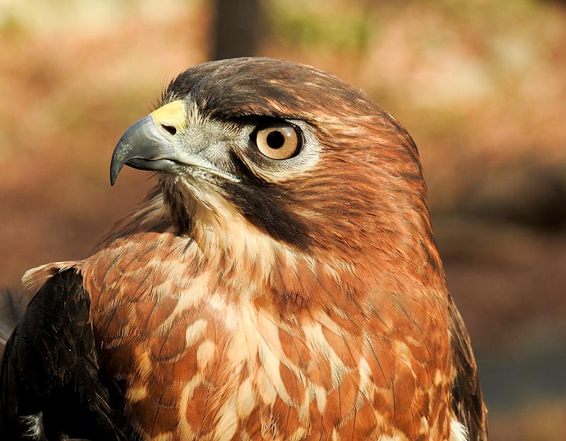 Ariel is a Broad-winged Hawk and sustained nerve damage to her wing after flying into a window