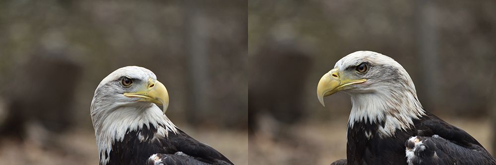 Aurora is a beautiful five-year-old female Bald Eagle who got hit by a truck in Missouri. Now this fierce raptor can no longer fly