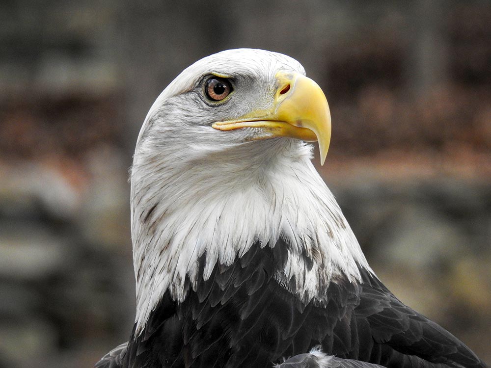 Aurora is a beautiful five-year-old female Bald Eagle who got hit by a truck in Missouri and suffered a broken radius