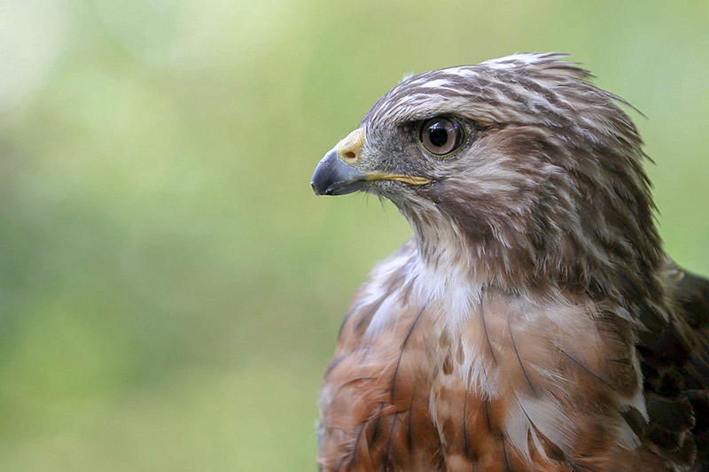 If This Rehabbed Bird of Prey Could Talk | intoBirds