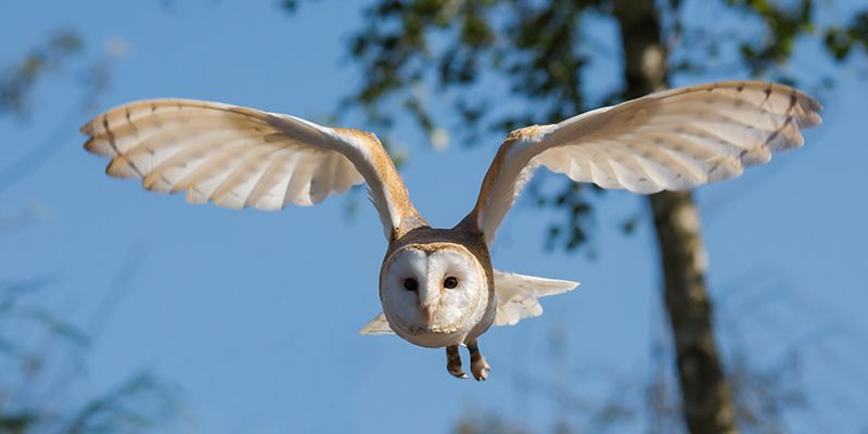 The Barn Owl is a species at risk in Ontario, Canada