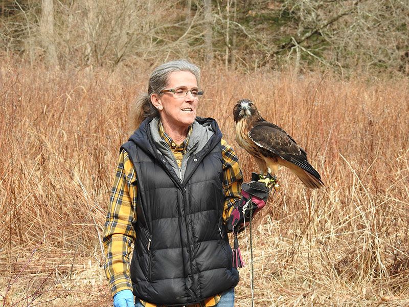 Female Falconer Gives Injured Birds of Prey Second Chance at Life in the Wild