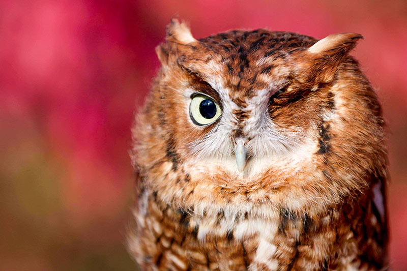 Ember is an Eastern Screech Owl that lost her left eye after colliding into a car. Photo credit Betsy Peyreigne