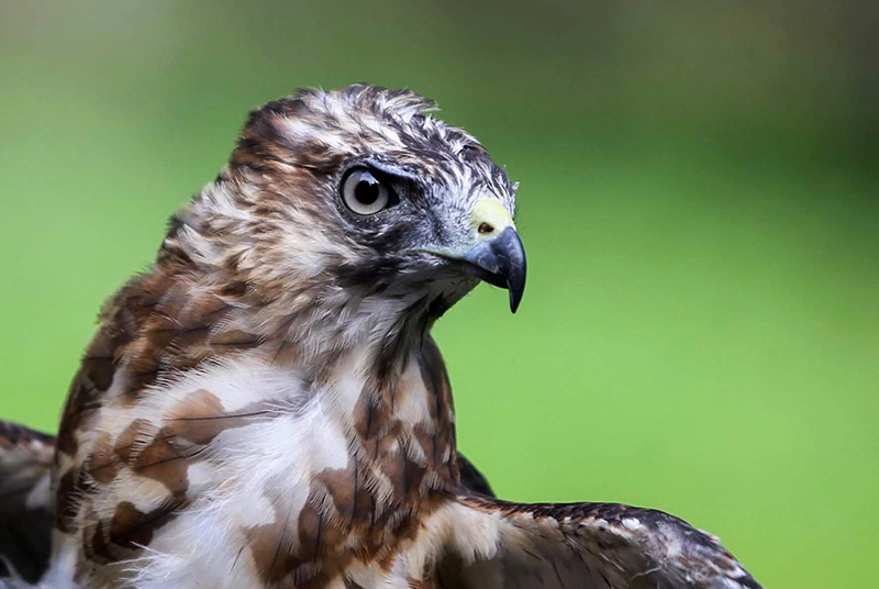 George is a Broad-winged Hawk and a Nest Nile Virus survivor. Issues with his feather growth make this beautiful hawk non-releasable. Photo credit Betsy Peyreigne