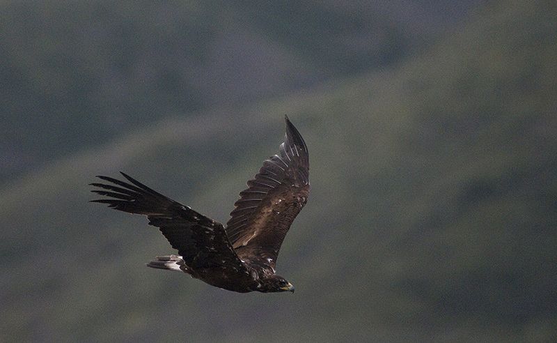 The Golden Eagle is considered an at-risk bird pf prey in Ontario, Canada