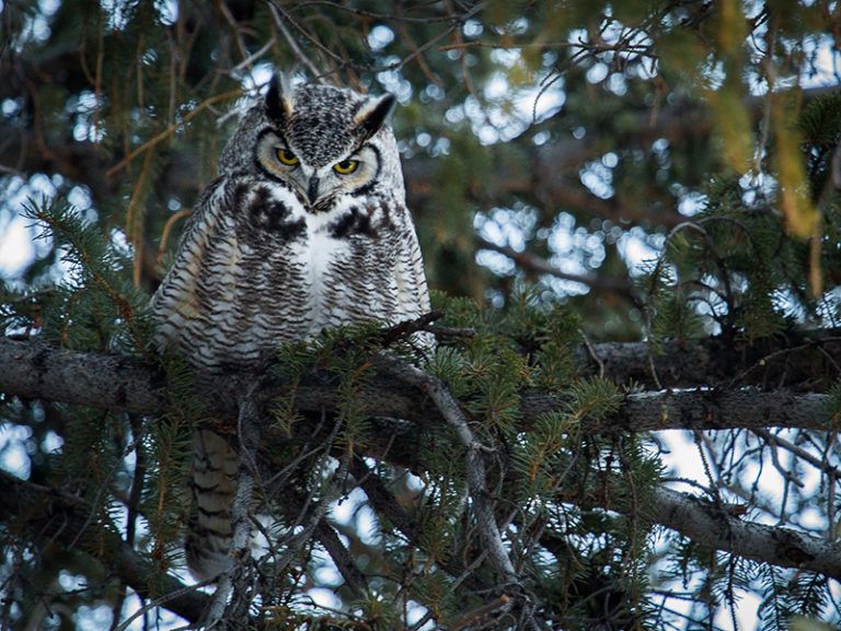 The Great Horned Owl was among the raptor species submitted to the cooperative from 1991 to 2014