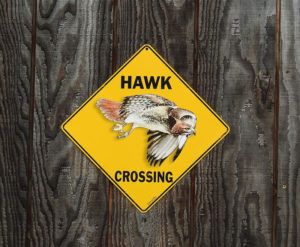 Hawks of all kinds are plentiful at Christine's Critters