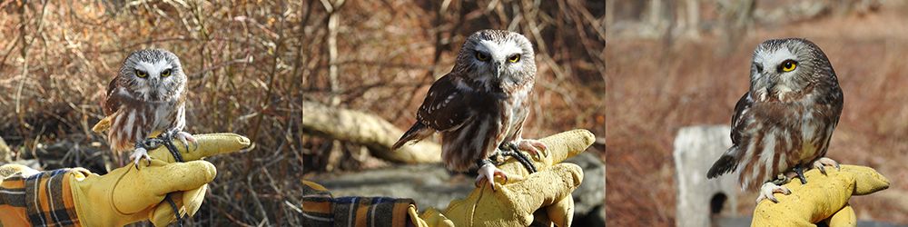 Higgins is a tiny owl with a catlike face, oversized head, and bright yellow eyes. The Northern Saw-whet Owl is practically bursting with attitude and where mice and other small mammals are concerned this fierce, silent owl is anything but cute
