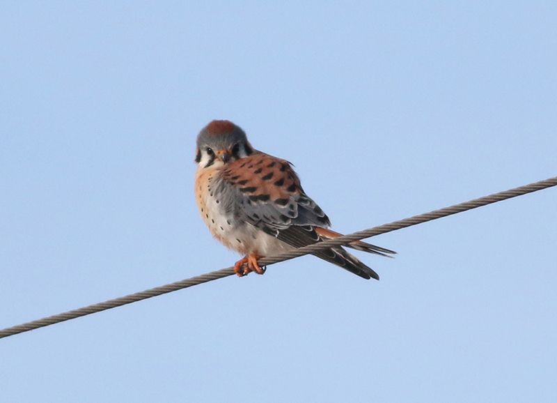 A new study found that farmers around the world are turning to birds and bats for help reducing pesticide use, environmental impact, and increasing yields