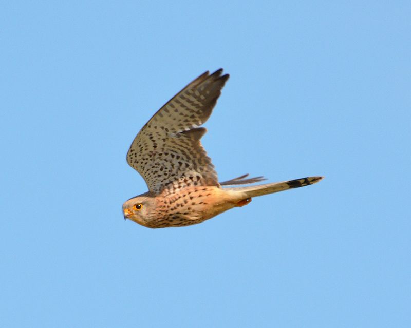 ncreasing native predatory birds in agricultural areas can help control insect pests that damage crops, potentially reducing costly pesticide use