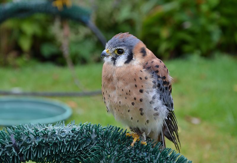 The American Kestrel consumes many species that cause damage to crops, including grasshoppers, rodents, and European starlings