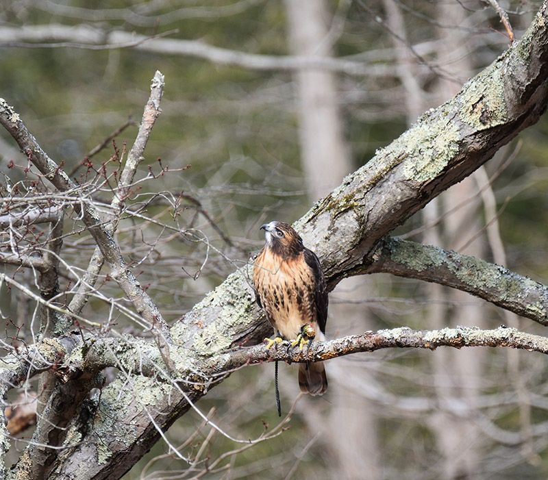 Female Falconer Gives Injured Birds of Prey Second Chance at Life in the Wild