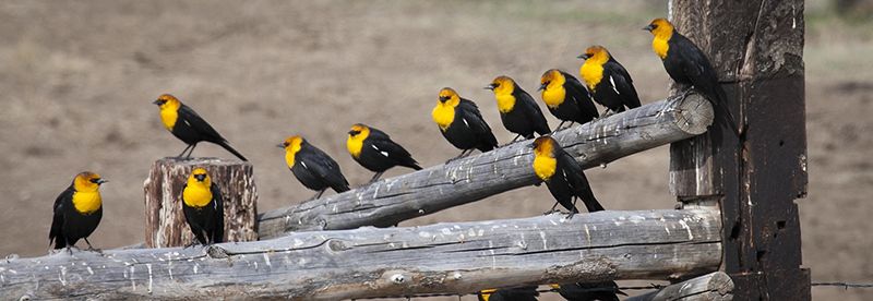 eBird observations match trends in bird species populations measured by US government surveys to within 0.4 percent