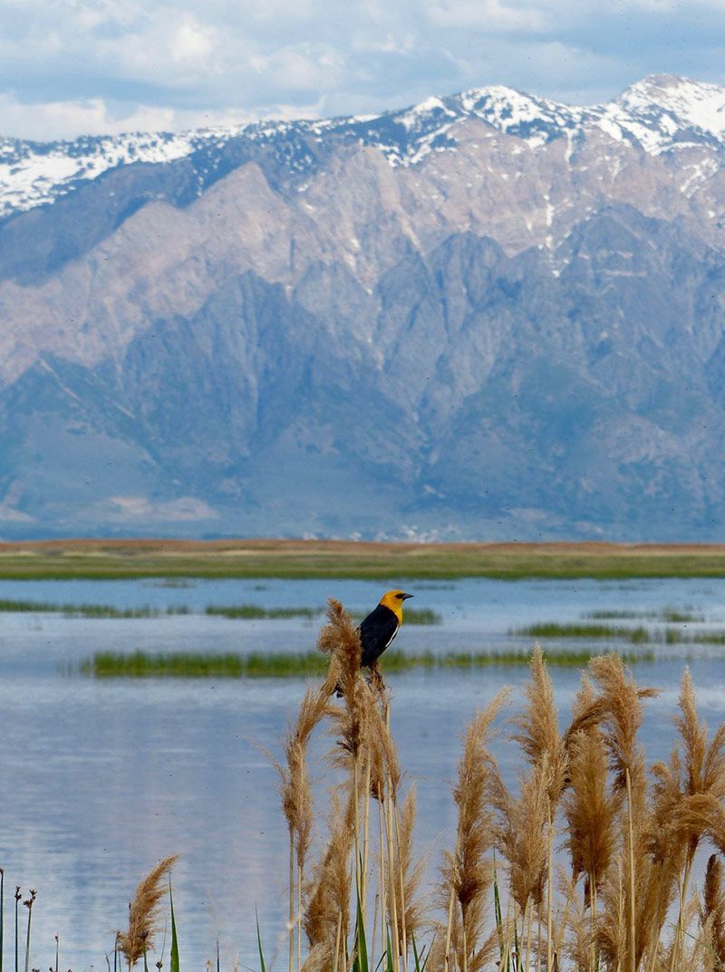 A Yellow-headed blackbird in the Bear River Migratory Bird Refuge. Photo Credit: JJ Horns
