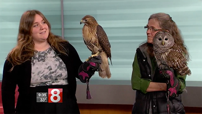 IntoBirds’ Favorite Falconer, Wildlife Rehabilitator on Good Morning CT
