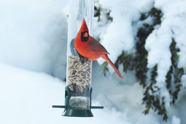 Northern Cardinal enjoying a snack from the Droll Yankees bird feeder