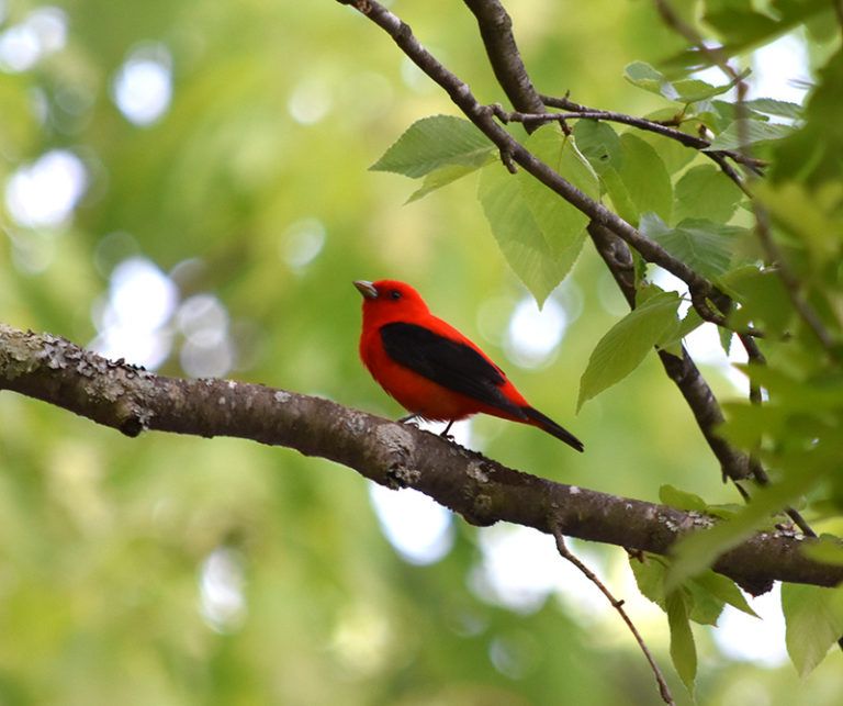 The Scarlet Tanager is one of the species whose food supply could be impacted by projected changes in climate